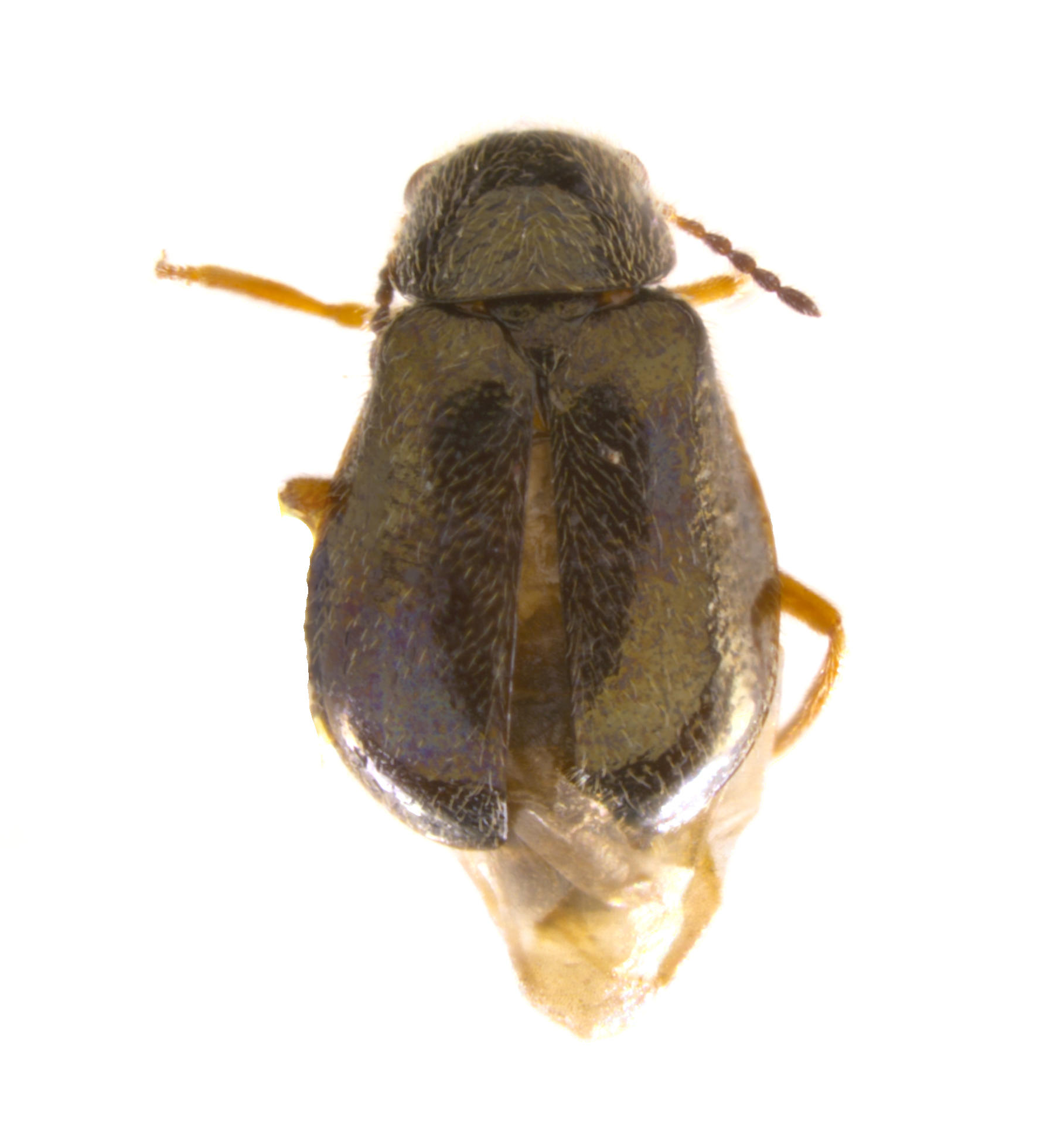 Ablechrus flavipes Alcedo Volcano, Isabela. Specimen housed in the ICCDRS collection (ICCDRS 5995) Photo: María Sol Herrera, CDF, 2024.